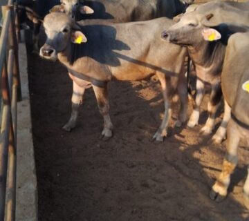 مزارع البهاء