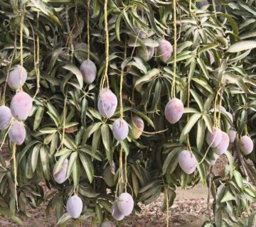 مزارع البهاء