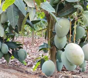 مزارع البهاء