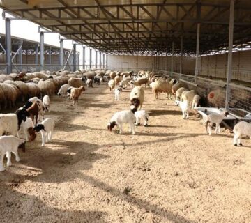 مزارع البهاء