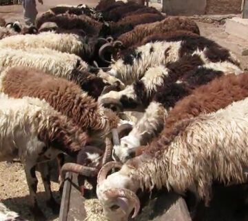 مزارع البهاء