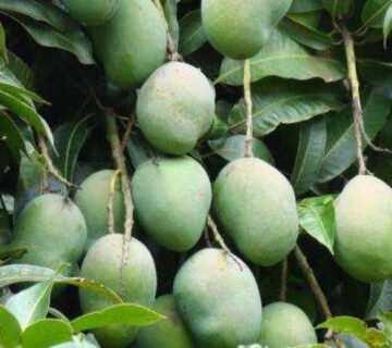 كيف_تزرع_شجرة_المانجو-1280x720-1