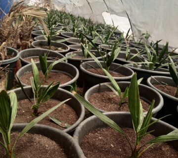 مزارع البهاء