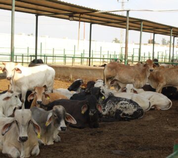 مزارع البهاء