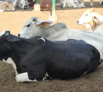 مزارع البهاء