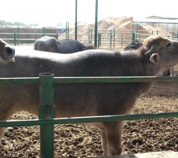 مزارع البهاء