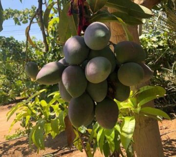 مزارع البهاء