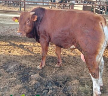 مزارع البهاء