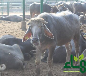 مزارع البهاء