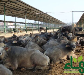 مزارع البهاء