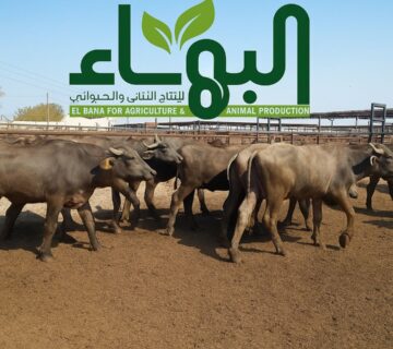 مزارع البهاء