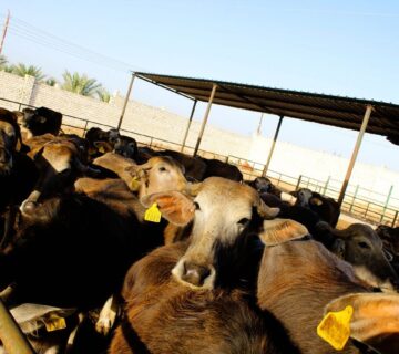 مزارع البهاء