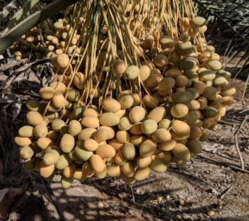 مزارع البهاء