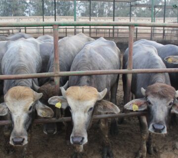 مزارع البهاء