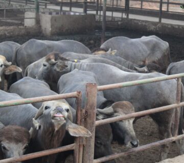 مزارع البهاء