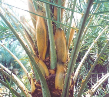 مزارع البهاء