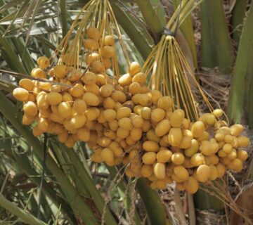 مزارع البهاء