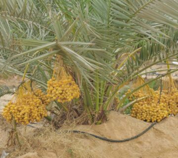 مزارع البهاء