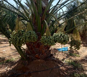 مزارع البهاء