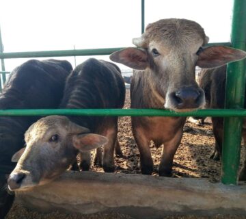 مزارع البهاء