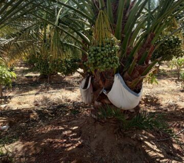 مزارع البهاء