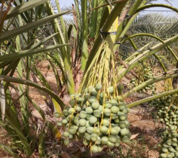 مزارع البهاء